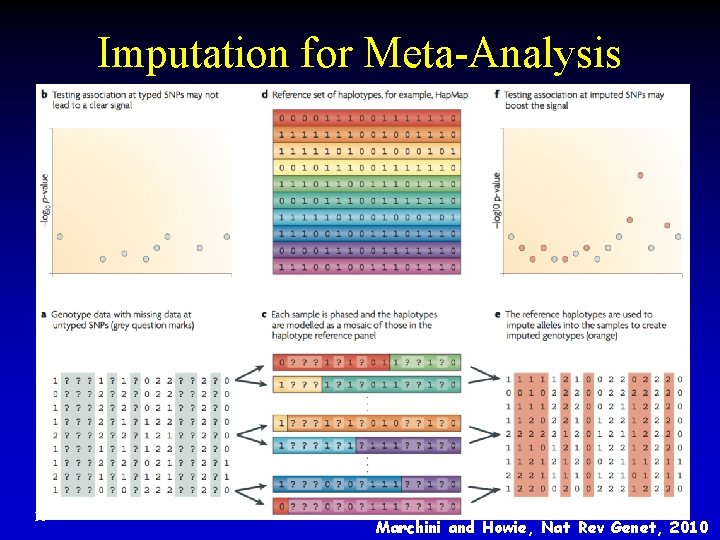 Imputation for Meta-Analysis 16 Marchini and Howie, Nat Rev Genet, 2010 Imputation for Meta-Analysis 16 Marchini and Howie, Nat Rev Genet, 2010