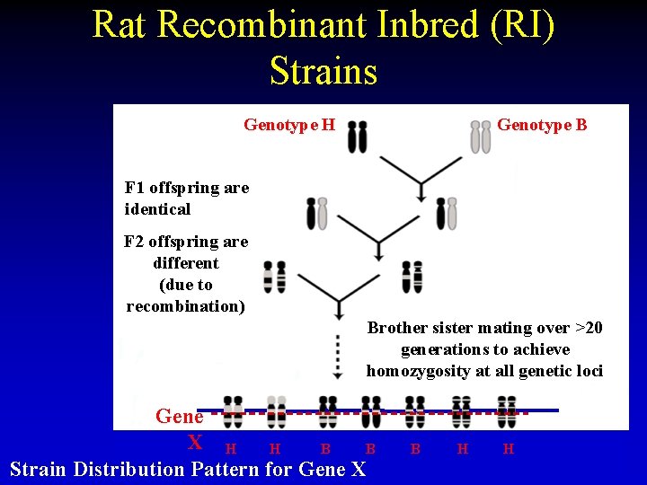 Rat Recombinant Inbred (RI) Strains Genotype H F 1 offspring are identical SHR BN Rat Recombinant Inbred (RI) Strains Genotype H F 1 offspring are identical SHR BN