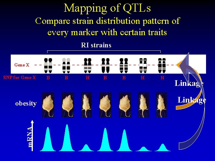 Mapping of QTLs Compare strain distribution pattern of every marker with certain traits RI Mapping of QTLs Compare strain distribution pattern of every marker with certain traits RI