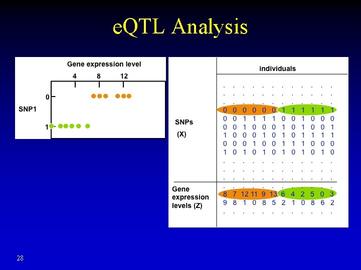 e. QTL Analysis 28 e. QTL Analysis 28