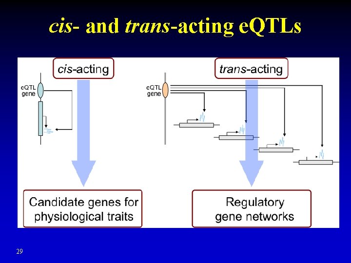 cis- and trans-acting e. QTLs 29 cis- and trans-acting e. QTLs 29