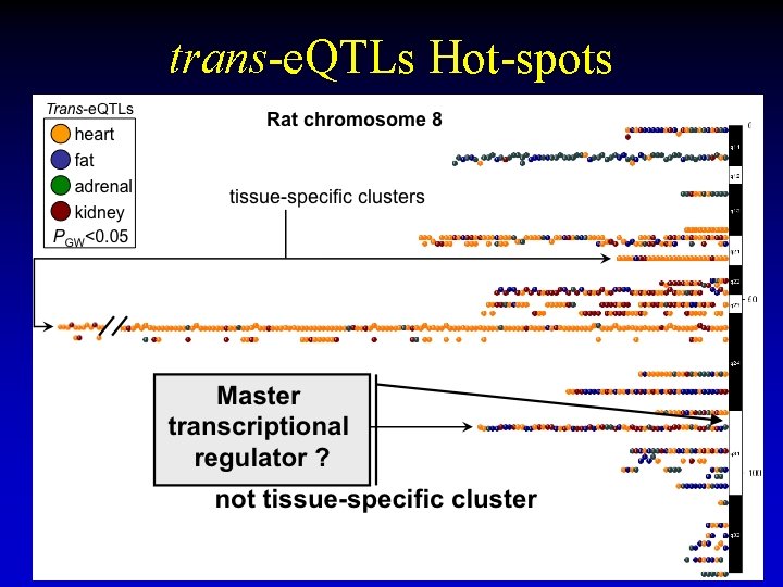 trans-e. QTLs Hot-spots 30 trans-e. QTLs Hot-spots 30