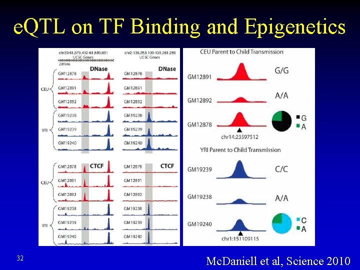 e. QTL on TF Binding and Epigenetics 32 Mc. Daniell et al, Science 2010 e. QTL on TF Binding and Epigenetics 32 Mc. Daniell et al, Science 2010