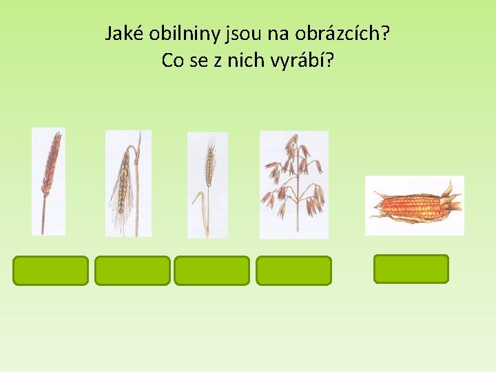 Jaké obilniny jsou na obrázcích? Co se z nich vyrábí? pšenice ječmen žito oves