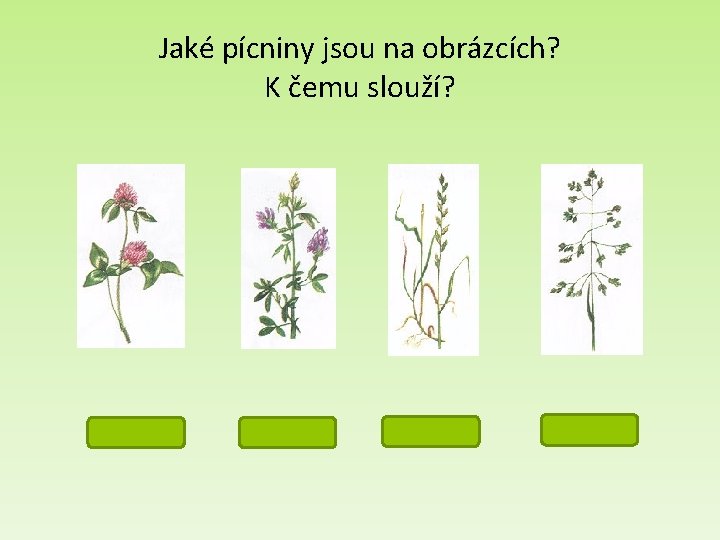 Jaké pícniny jsou na obrázcích? K čemu slouží? jetel vojtěška jílek lipnice 