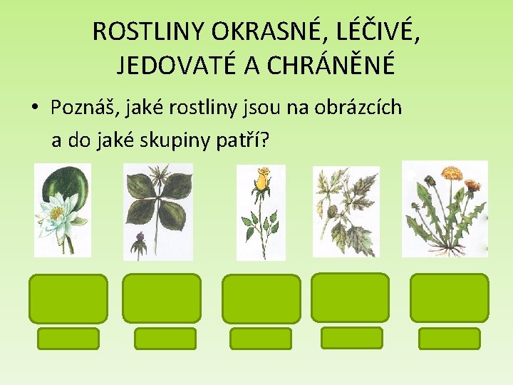 ROSTLINY OKRASNÉ, LÉČIVÉ, JEDOVATÉ A CHRÁNĚNÉ • Poznáš, jaké rostliny jsou na obrázcích a