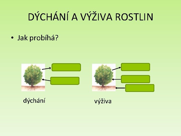 DÝCHÁNÍ A VÝŽIVA ROSTLIN • Jak probíhá? oxid uhličitý kyslík oxid uhličitý voda a