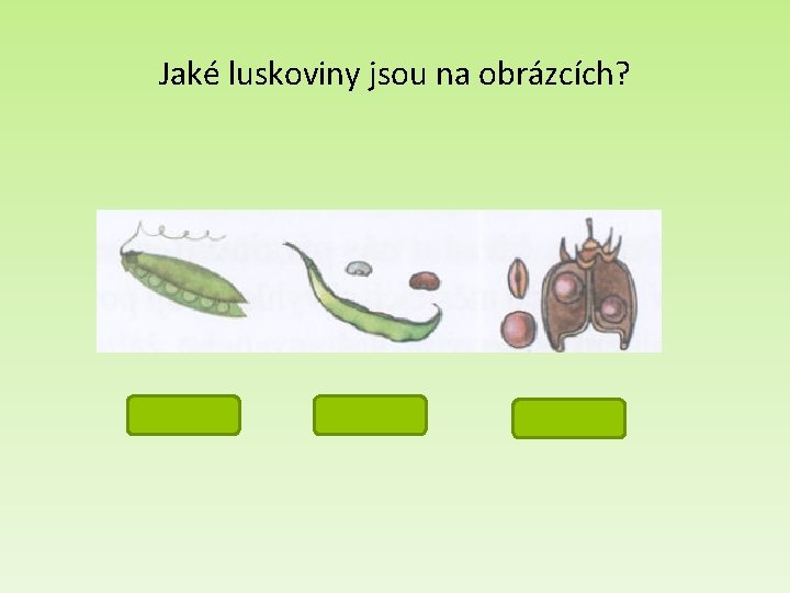 Jaké luskoviny jsou na obrázcích? hrášek fazole čočka 