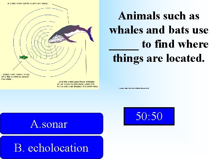 Animals such as whales and bats use _____ to find where things are located.