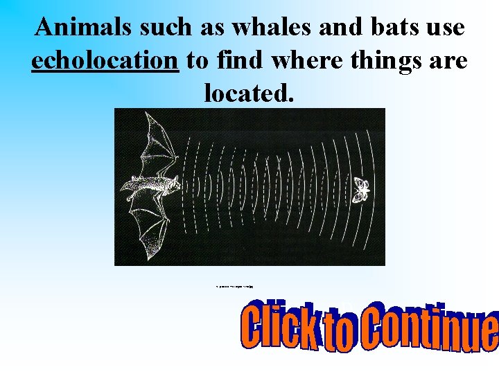 Animals such as whales and bats use echolocation to find where things are located.