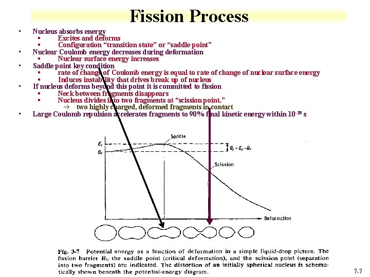 Fission Process • • • Nucleus absorbs energy § Excites and deforms § Configuration