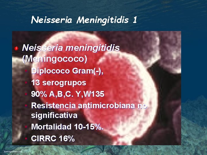 Neisseria Meningitidis 1 Neisseria meningitidis (Meningococo) • • • Diplococo Gram(-), 13 serogrupos 90%