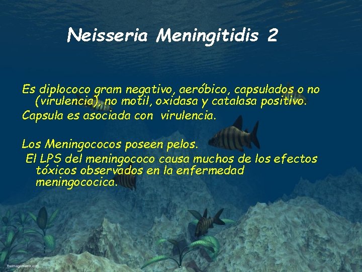Neisseria Meningitidis 2 Es diplococo gram negativo, aeróbico, capsulados o no (virulencia), no motil,
