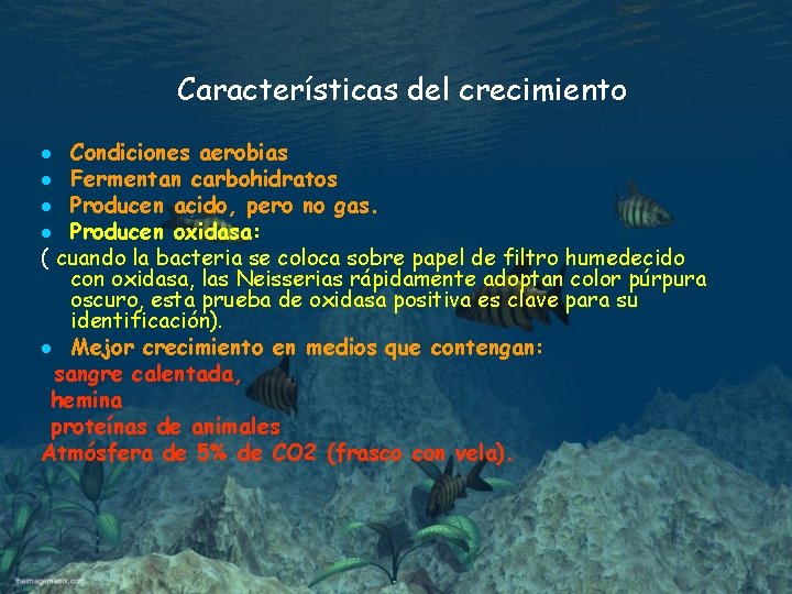 Características del crecimiento Condiciones aerobias l Fermentan carbohidratos l Producen acido, pero no gas.