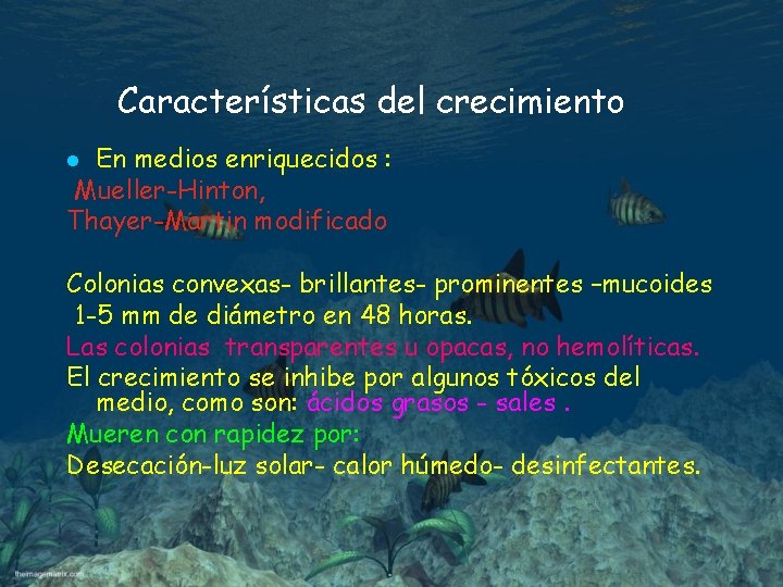 Características del crecimiento En medios enriquecidos : Mueller-Hinton, Thayer-Martin modificado l Colonias convexas- brillantes-