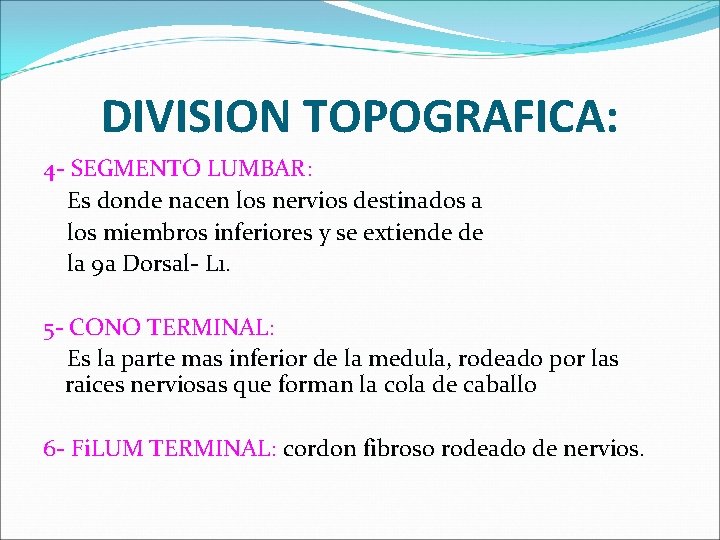 DIVISION TOPOGRAFICA: 4 - SEGMENTO LUMBAR: Es donde nacen los nervios destinados a los