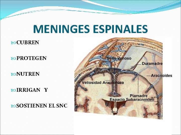 MENINGES ESPINALES CUBREN PROTEGEN NUTREN IRRIGAN Y SOSTIENEN EL SNC 