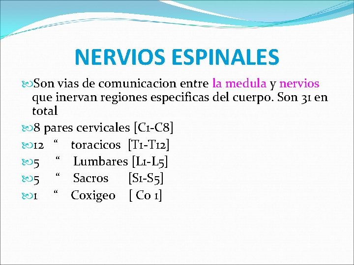 NERVIOS ESPINALES Son vias de comunicacion entre la medula y nervios que inervan regiones