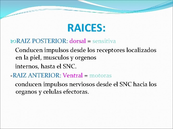 RAICES: RAIZ POSTERIOR: dorsal = sensitiva Conducen impulsos desde los receptores localizados en la