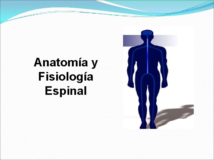 Anatomía y Fisiología Espinal 