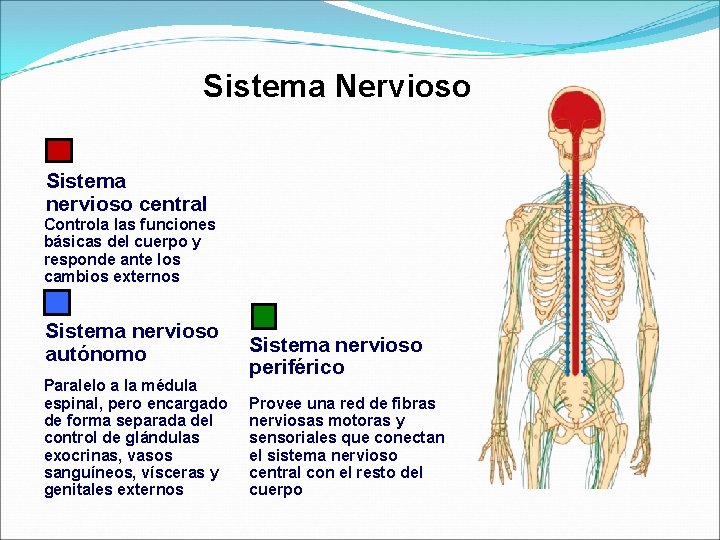 Sistema Nervioso Sistema nervioso central Controla las funciones básicas del cuerpo y responde ante