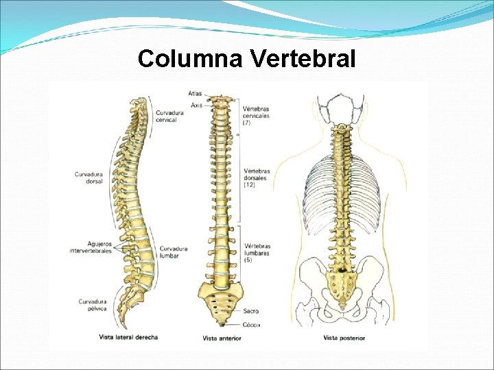 Columna Vertebral 