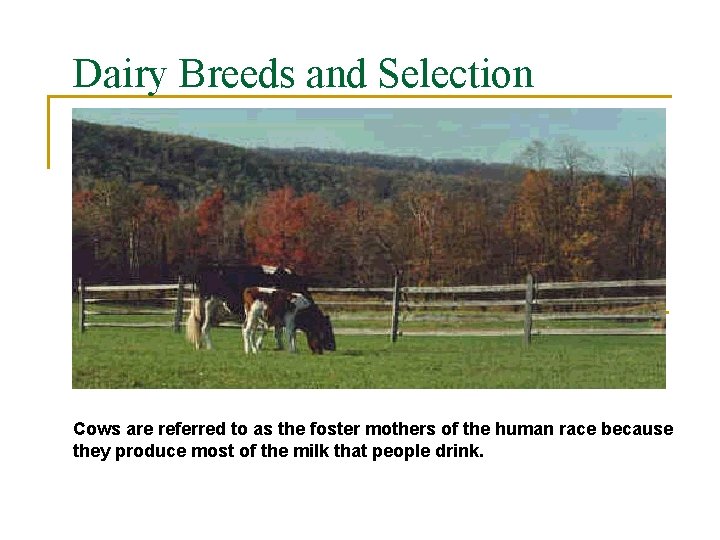 Dairy Breeds and Selection Cows are referred to as the foster mothers of the