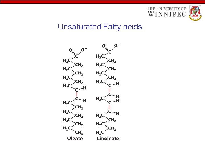 Unsaturated Fatty acids 