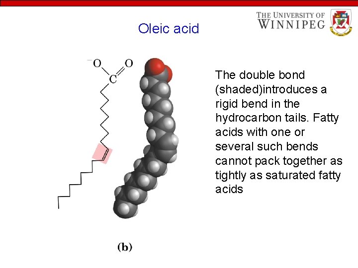 Oleic acid The double bond (shaded)introduces a rigid bend in the hydrocarbon tails. Fatty