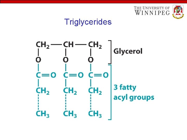 Triglycerides 