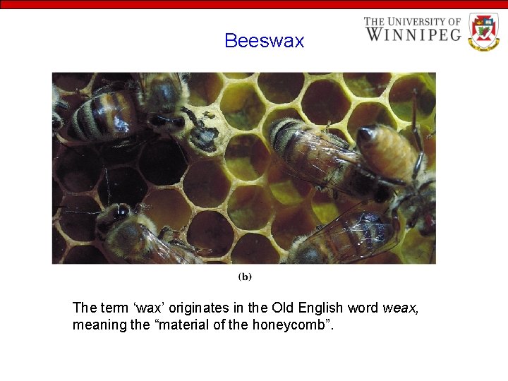 Beeswax The term ‘wax’ originates in the Old English word weax, meaning the “material