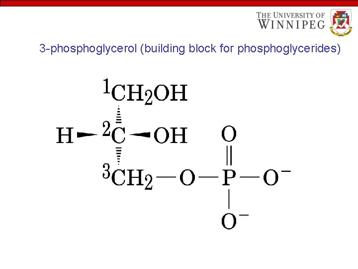 3 -phosphoglycerol (building block for phosphoglycerides) 