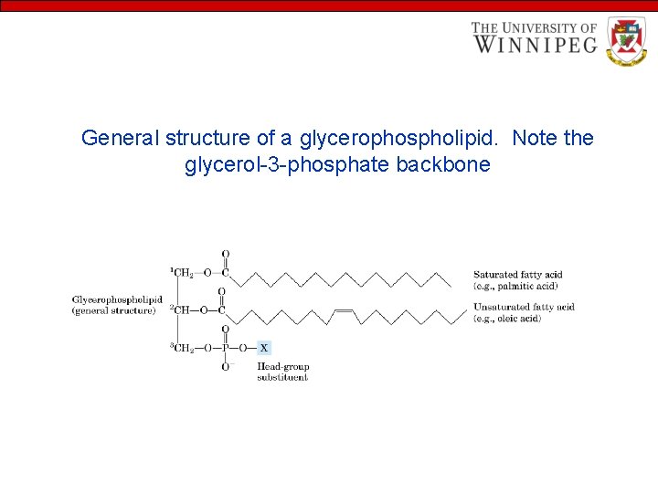 General structure of a glycerophospholipid. Note the glycerol-3 -phosphate backbone 