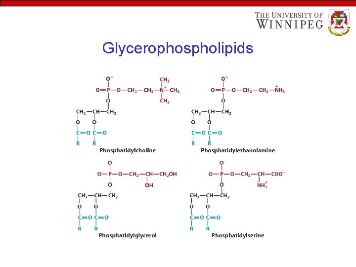 Glycerophospholipids 