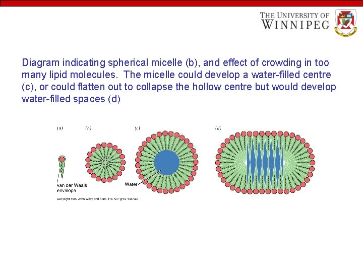 Diagram indicating spherical micelle (b), and effect of crowding in too many lipid molecules.