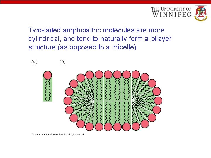 Two-tailed amphipathic molecules are more cylindrical, and tend to naturally form a bilayer structure