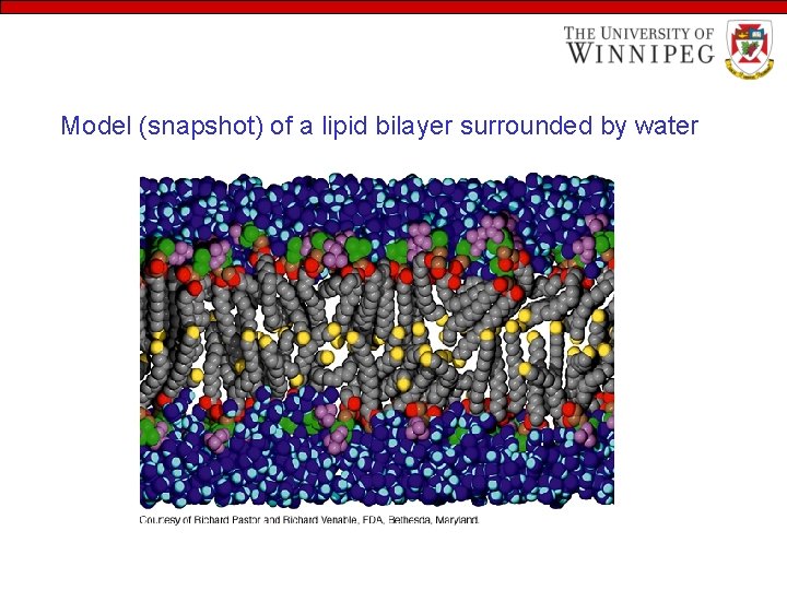 Model (snapshot) of a lipid bilayer surrounded by water 