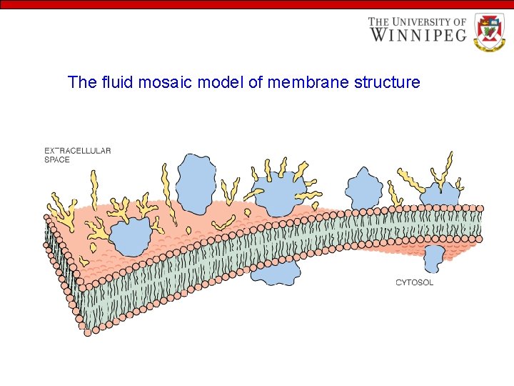 The fluid mosaic model of membrane structure 