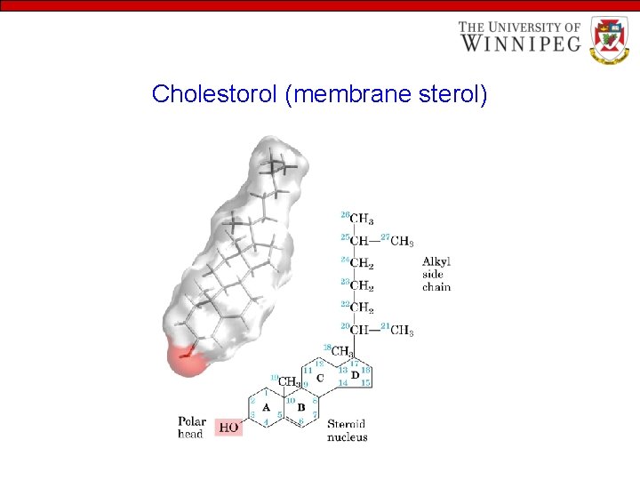 Cholestorol (membrane sterol) 