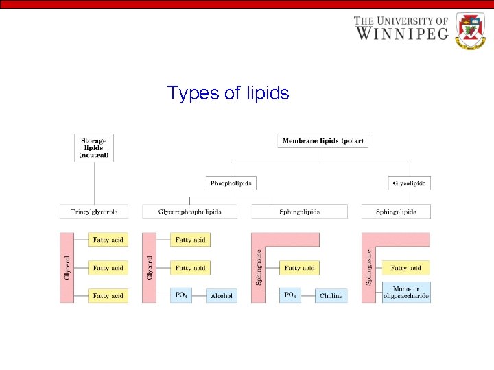 Types of lipids 