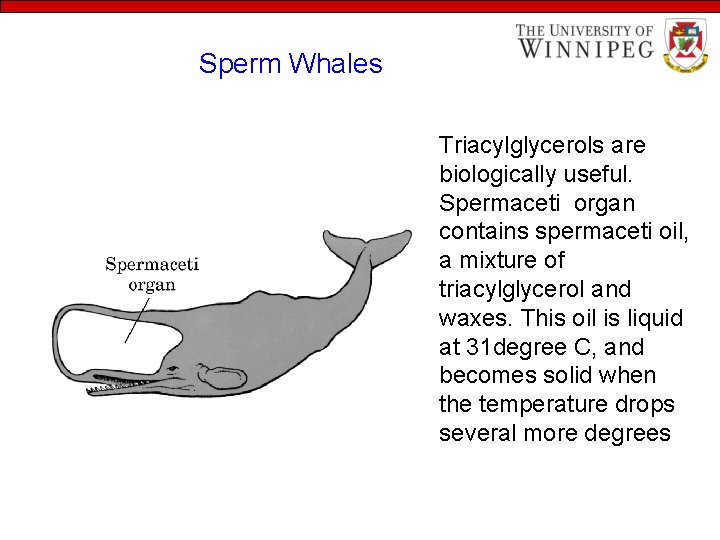 Sperm Whales Triacylglycerols are biologically useful. Spermaceti organ contains spermaceti oil, a mixture of