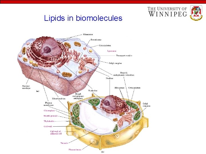 Lipids in biomolecules 