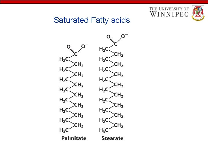 Saturated Fatty acids 