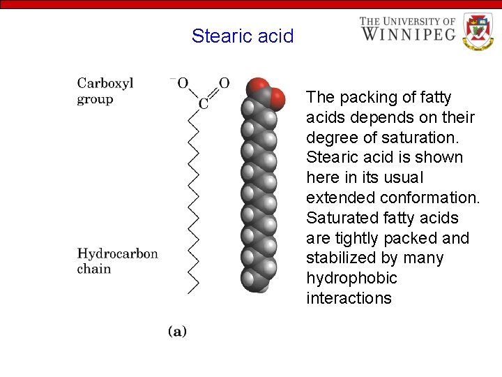 Stearic acid The packing of fatty acids depends on their degree of saturation. Stearic