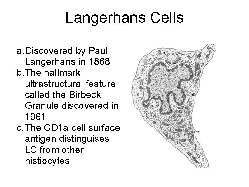 Langerhans Cells a. Discovered by Paul Langerhans in 1868 b. The hallmark ultrastructural feature