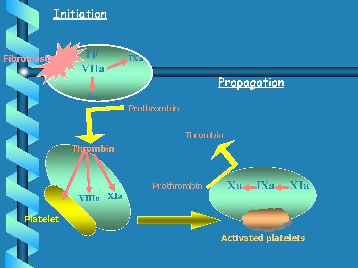 Initiation Fibroblast TF VIIa IXa Propagation Xa Prothrombin Thrombin Prothrombin VIIIa Xa IXa XIa