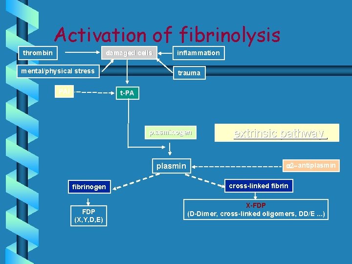Activation of fibrinolysis damaged cells thrombin mental/physical stress PAI inflammation trauma t-PA plasminogen plasmin