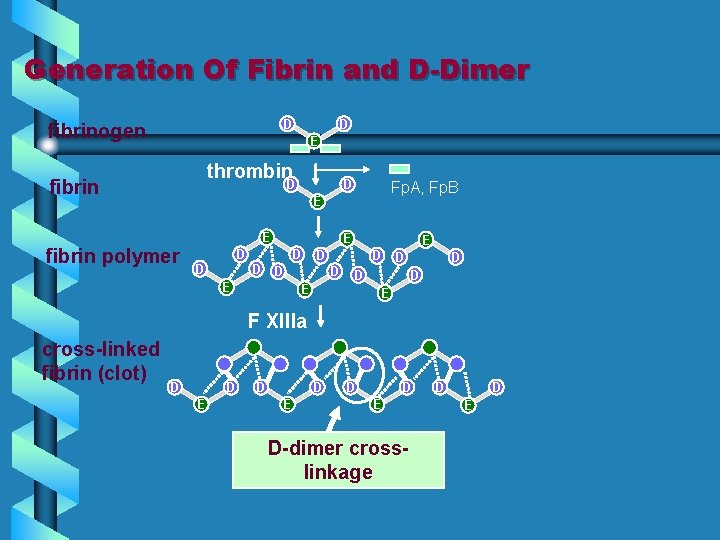 Generation Of Fibrin and D-Dimer D fibrinogen D EE thrombin fibrin D D Fp.