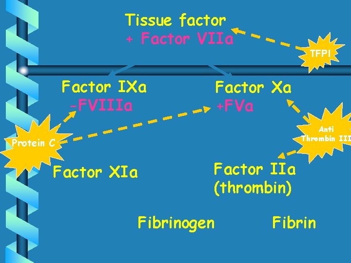 Tissue factor + Factor VIIa Factor IXa -FVIIIa TFPI Factor Xa +FVa Anti Thrombin