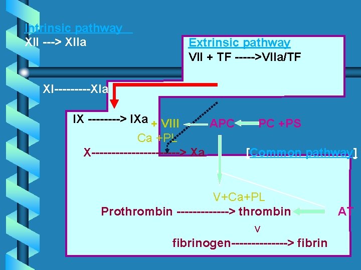 Intrinsic pathway XII ---> XIIa Extrinsic pathway VII + TF ----->VIIa/TF XI-----XIa IX ---->